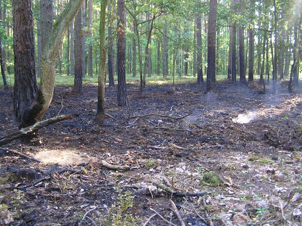 Susze powodem pożarów w lasach