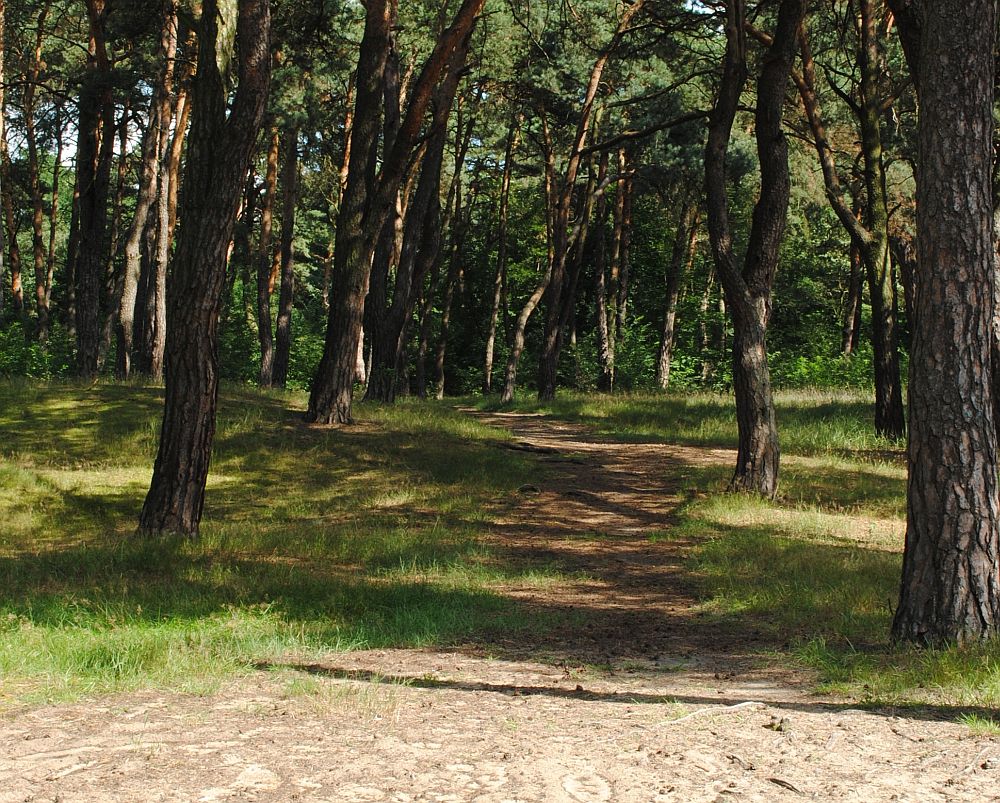 Lasek komunalny jest w opłakanym stanie - widzą to już nawet radni