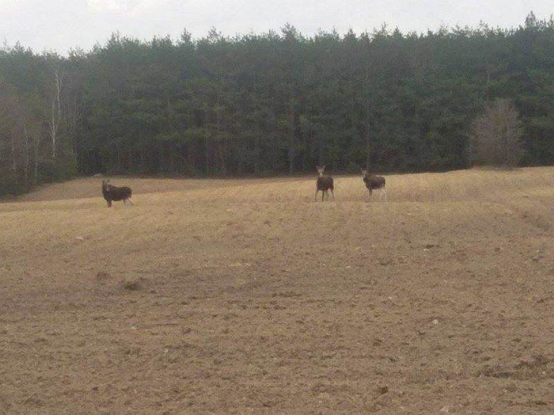 Spacery łosi w okolicach Koła