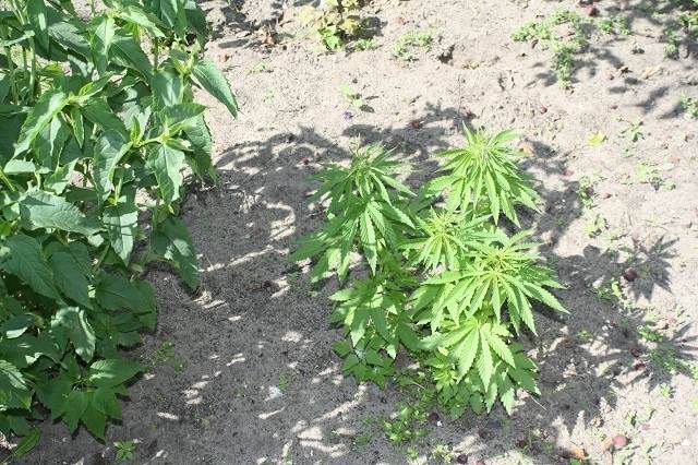 Zlikwidowana plantacja marihuany 