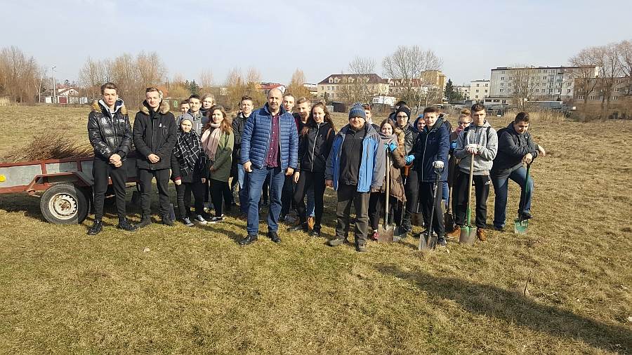 Posadzili blisko 1000 drzew w Kole