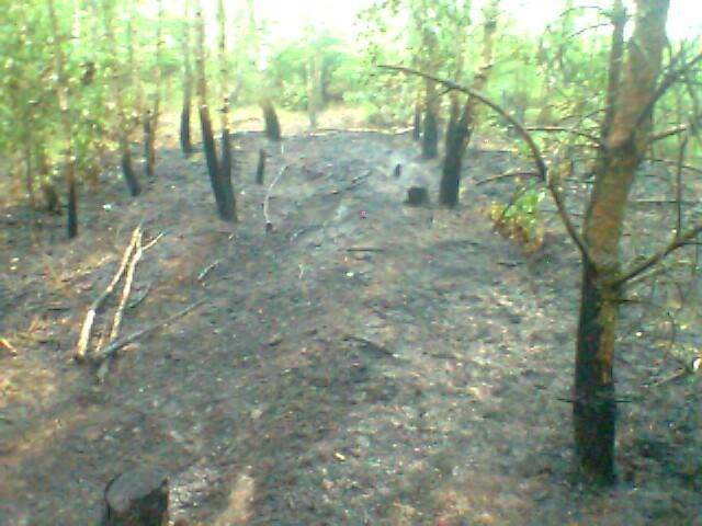 BABIAK: Spłonęło 15 arów ściółki leśnej