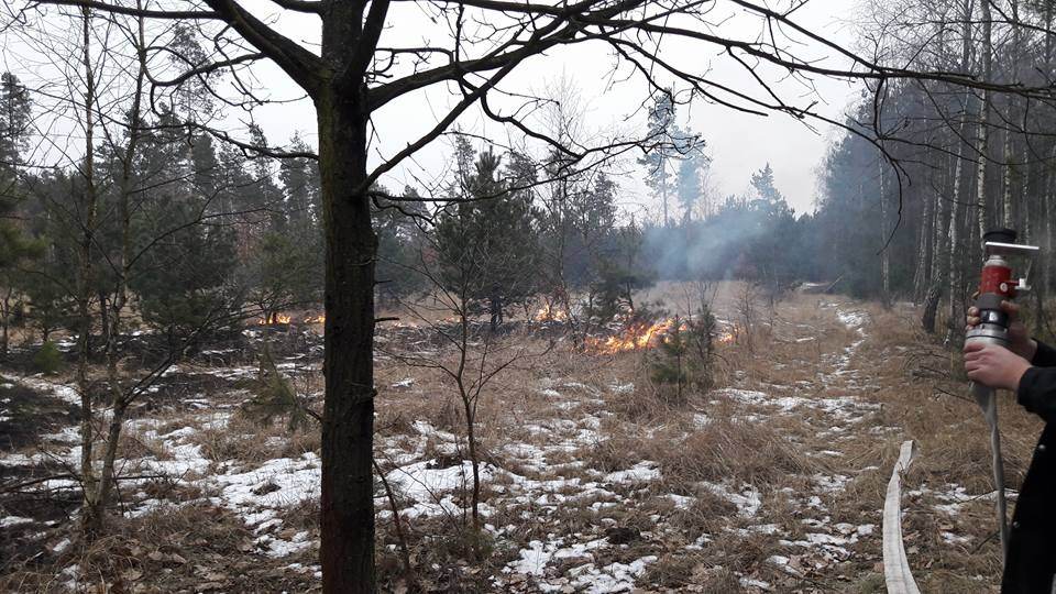 BABIAK: Spłonęły cztery ary terenów leśnych