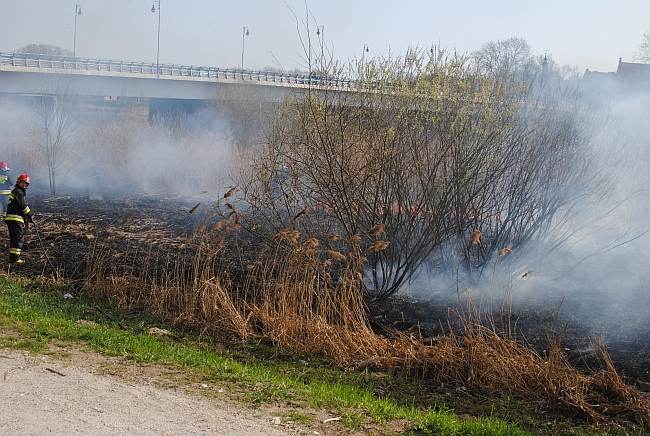 Płonęły trawy nad Wartą