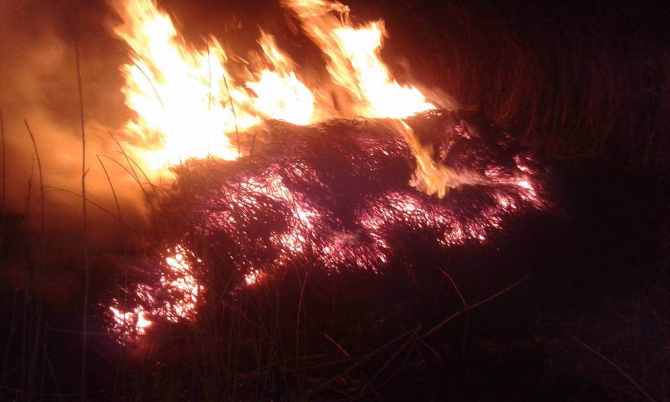 Pożar trzciny nad jeziorem Brdowskim