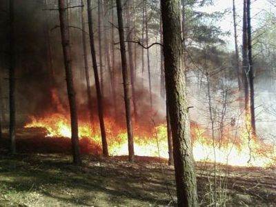 Pożar w lesie