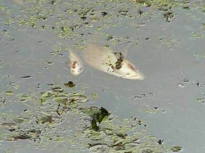 Śnięte ryby na Zalewie Ruszkowskim