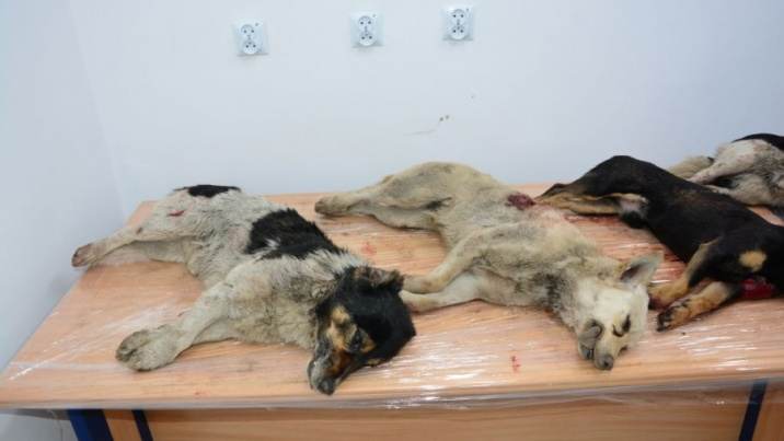 GRZEGORZEW: Znaleziono cztery skatowane ciała psów