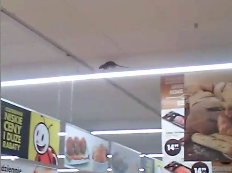 Szczur biegający pod sufitem marketu Biedronka [VIDEO]