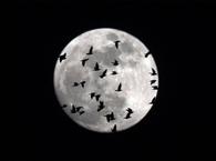 W nocy z 30 na 31 sierpnia kumulacja Niebieskiego Księżyca i superpełni