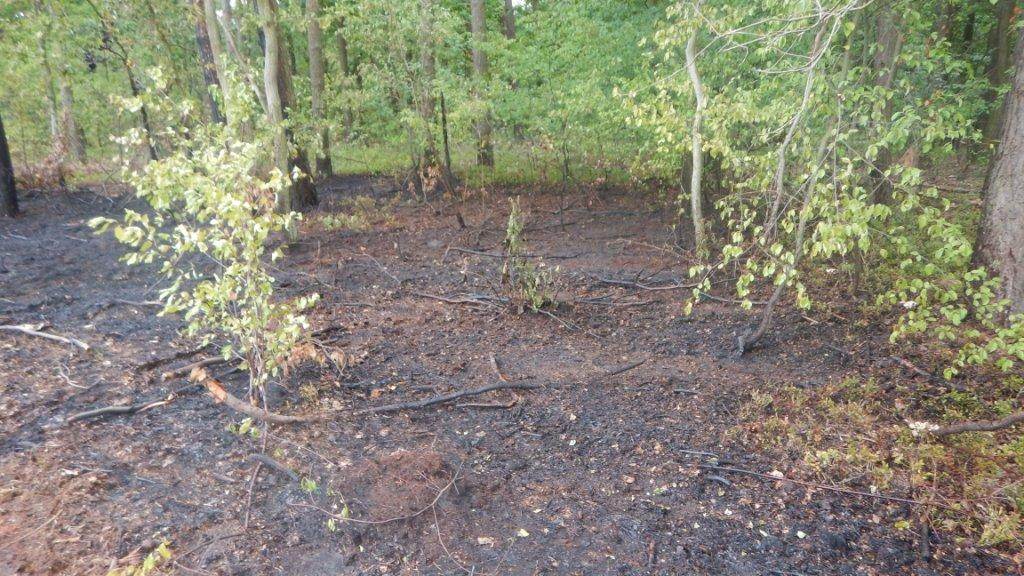 7 godzin walki z pożarem lasu w gminie Kościelec
