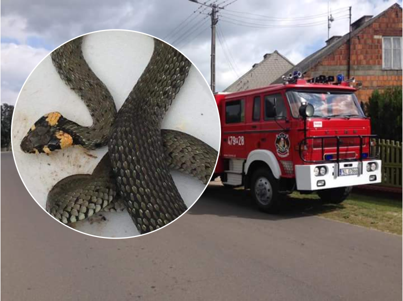 Strażacy wezwani do węża znajdującego się przed domem