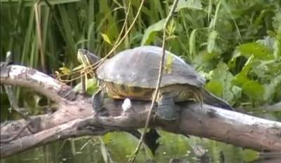 Zółw czerwonolicy żyjący w Warcie [VIDEO]