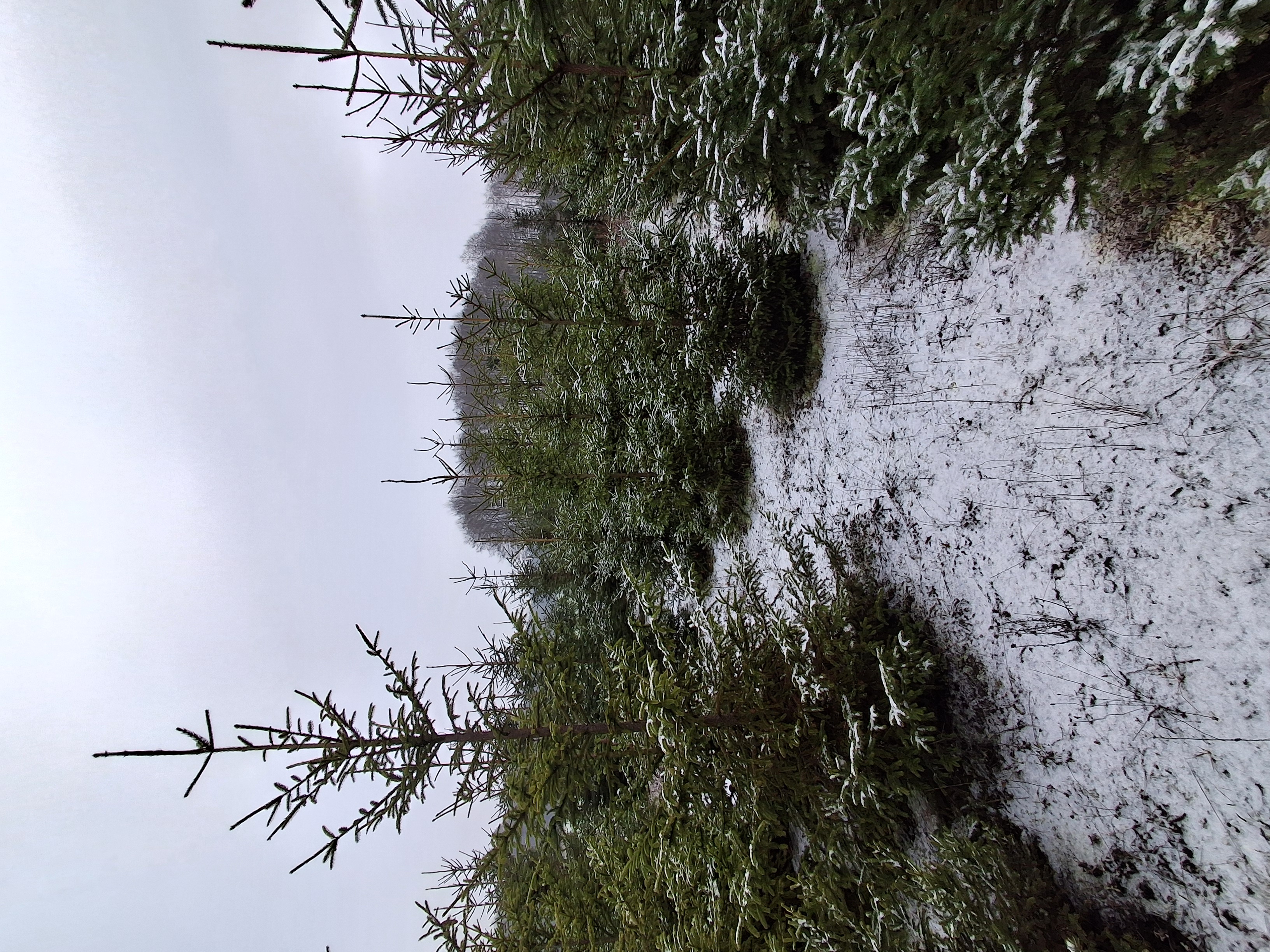 zdjecie do ogloszenia 39982