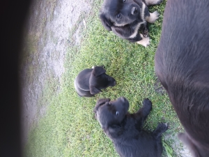 Oddam za darmo 4 suczki w dobre ręce 