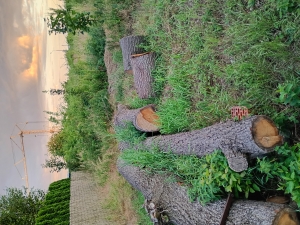 Sprzedam drewno dębowe