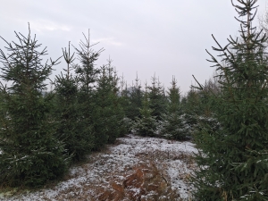 Choinki - świerk pospolity