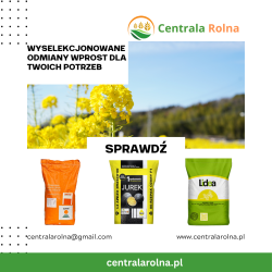 Nasiona rzepaku kwalifikowanego